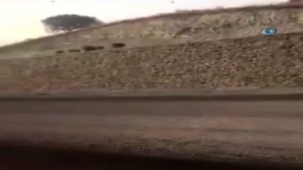 Varto'da Domuz Sürüsü Görüntülendi