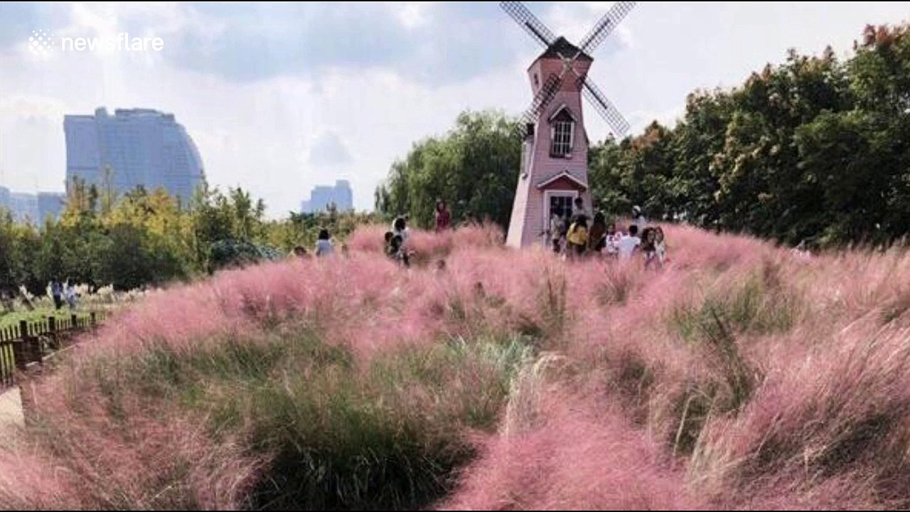 Selfie-mad tourists in China destroy rare pink grass field