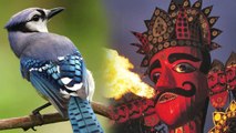 Dussehra: Importance of Sighting Neelkanth bird | दशहरे के दिन नीलकंठ के दर्शन है बेहद शुभ | Boldsky