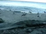 Herk meets the seagulls