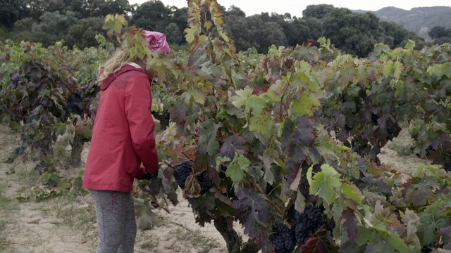Grandes expectativas de producción de Rioja en la vendimia 2018