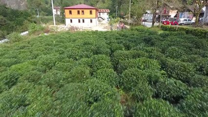 Rize Çay Tarımında Mucize; 3 Kat Verim Elde Edilen Gübre Bulundu