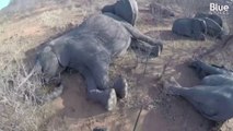 Au Zimbabwe, deux hommes d'affaires allemands financent des opérations pour sauver les éléphants