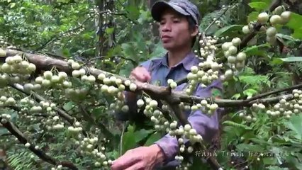 SINH TỒN TRONG RỪNG MƯA NHIỆT ĐỚI • TẬP 4 • ĂN ĐẪY HOA QUẢ RỪNG