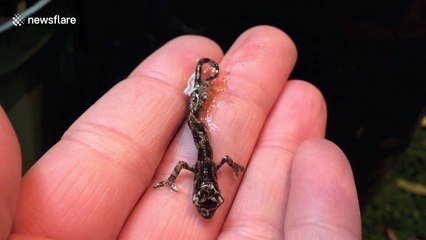 Watch the amazing moment a tiny baby chameleon takes its first breath