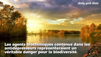 Nos antidépresseurs ont des conséquences catastrophiques sur la faune aquatique