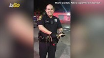 Baby Gator Gets 'Get Out of Jail Free' Card After Wandering Into Gas Station