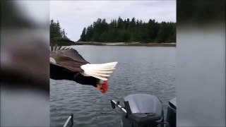 Un aigle vole un bout de viande sur un bateau