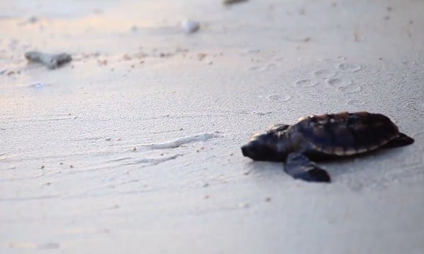 Gili Nanggu | Hidden Paradise (2)