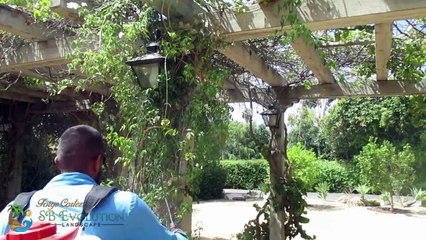 Garden Pest & Disease control service -  SB Evolution Landscape