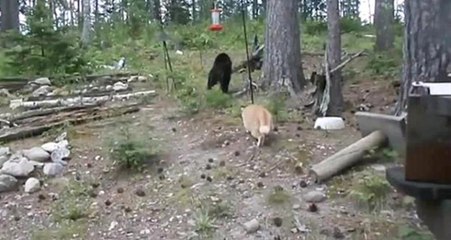 Cesur Kedinin, Ayıyı Kovaladığı Anlar Anbean Kaydedildi