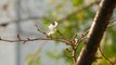Typhoons Trick Japanese Cherry Blossoms Into Blooming Months Early