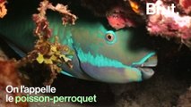 Connaissez-vous le poisson-perroquet, l’un des poissons les plus colorés de l’océan ?