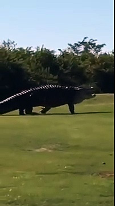 Un alligator monstrueux de 5 mètres filmé sur un terrain de golf en Floride !