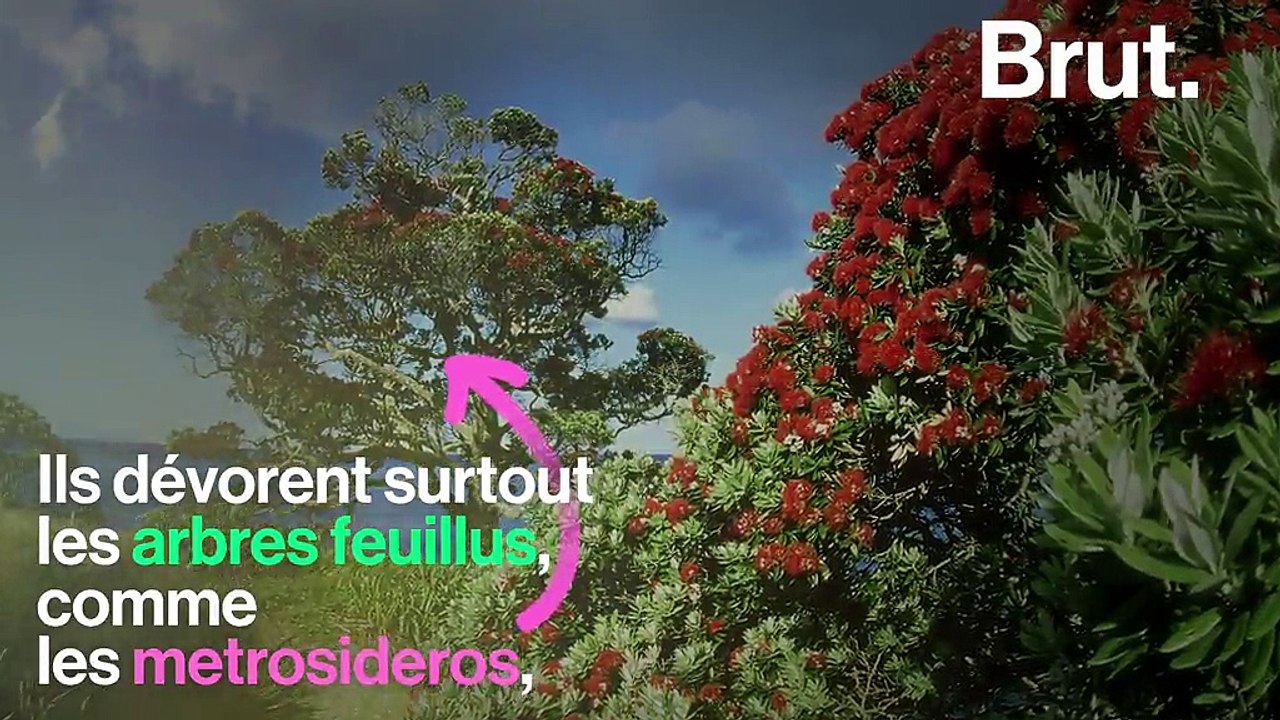 Cet animal est tout petit mais il menace un écosystème tout entier