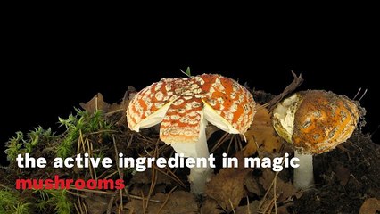 What Is Microdosing?