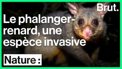 Nouvelle-Zélande : le phalanger-renard menace l'écosystème local