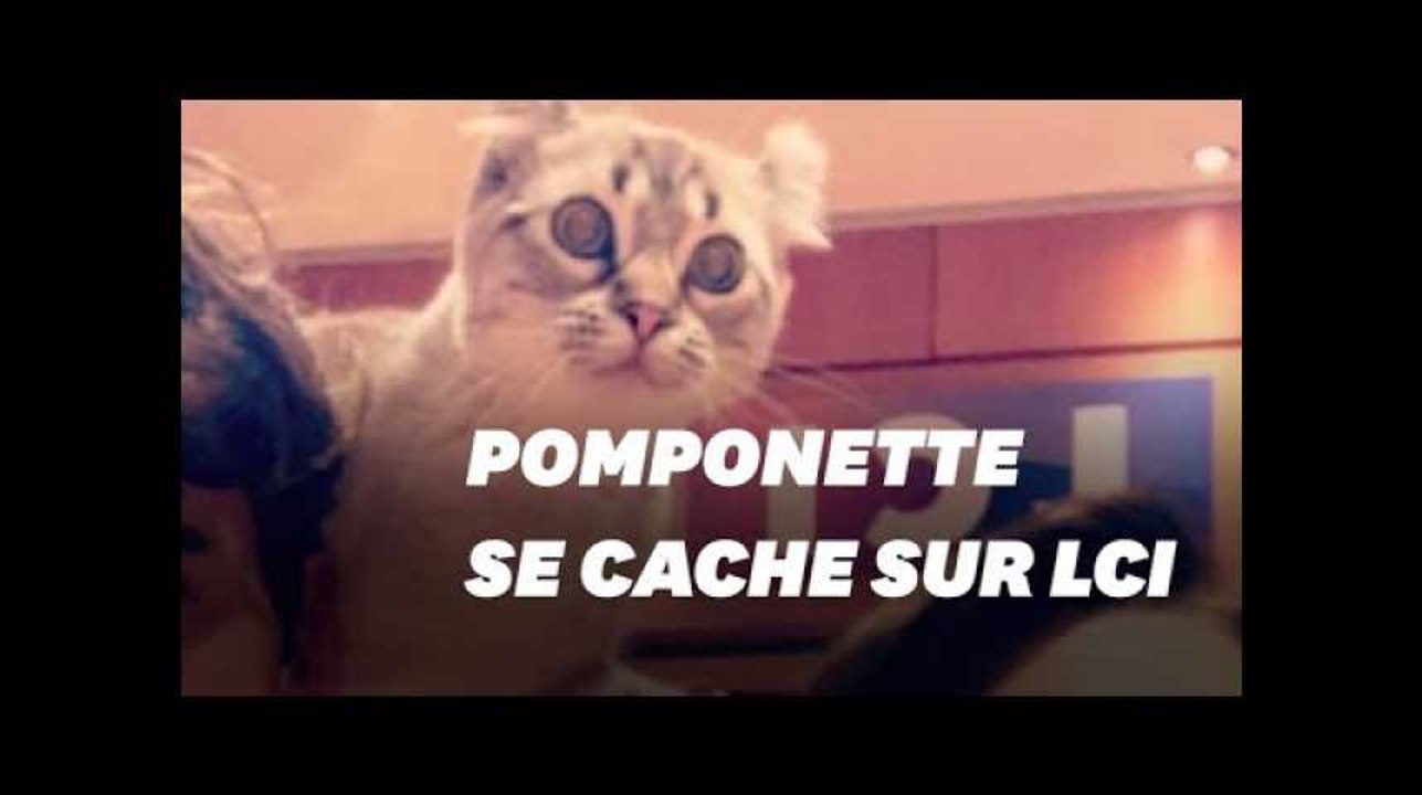 Sur LCI, un chat joue à cache-cache sur le plateau