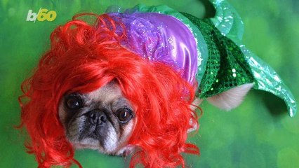 The Scary Amount People Will Spend Dressing up Their Pets This Halloween