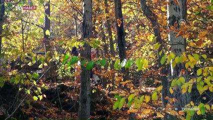 Türkiye'nin dört bir yanından sonbahar manzaraları