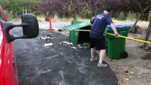 Trois oursons sauvés d’une poubelle