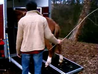 Embarquement de mon cheval dans le van suite 4