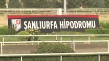 Şanlıurfa'da Yarış Atı Ölümleri