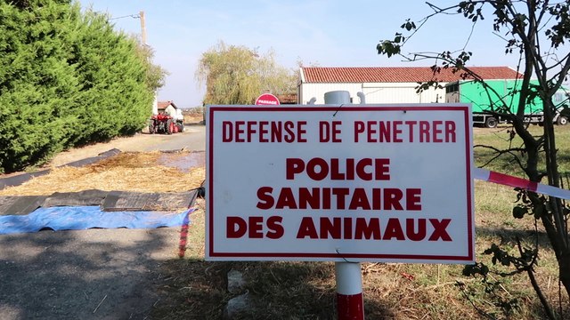 En vidéo, l'exercice de simulation d'épizootie mené à Montbrison