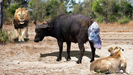 Newborn Buffalo Don't Escape From Lion Hunting | Mother Buffalo Giving Birth