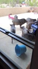 Wild Pigs Make a Visit to Arizona Home
