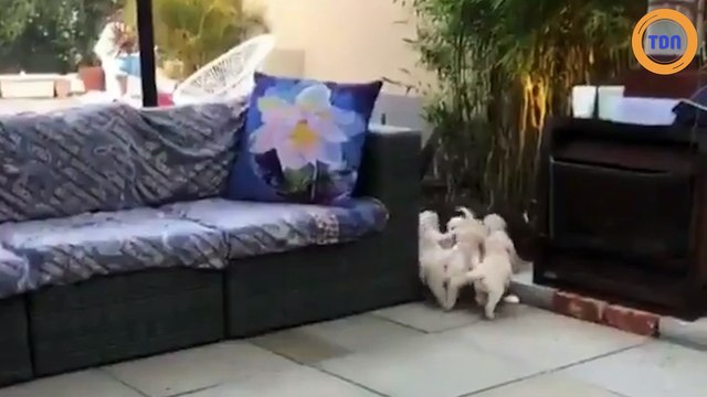 Cette chienne joue à cache-cache avec ses chiots !