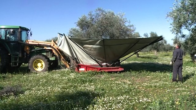 Se reduce un 18% las aceitunas robadas en Extremadura