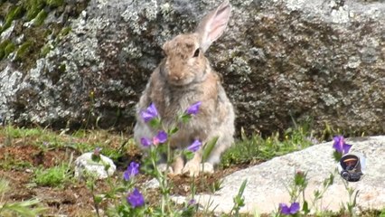 Conejo de campo /  Rabbits in the meadows of Spain
