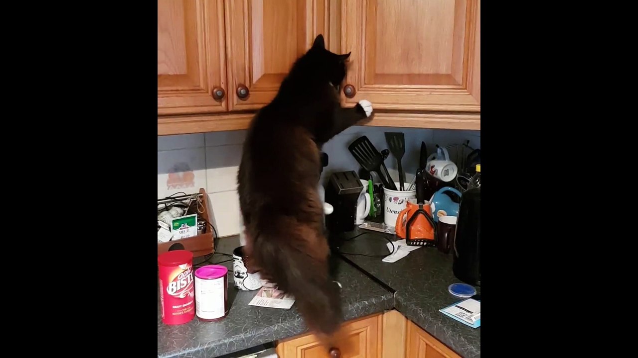 Cat Steals Quavers From Cupboard