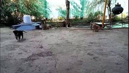 Cute Puppies dogs for cute babies