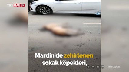 Mardin'de sokak köpeklerini zehirlediler