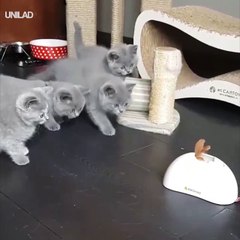 Kittens Cautiously Approach Toy Together