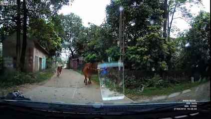 En scooter, renversés par.. une VACHE !