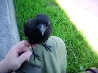 Ce corbeau n'est pas farouche... Adorable