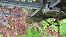 Un lynx curieux rend visite à des chasseurs dans un arbre
