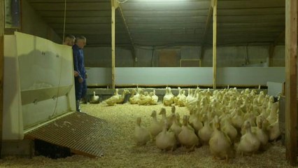 Brexit, se le anatre varcano il confine tra le due Irlande