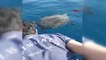 Muğla Marmaris'te Ayağına Taş Bağlanan Deniz Kaplumbağası Kurtarıldı