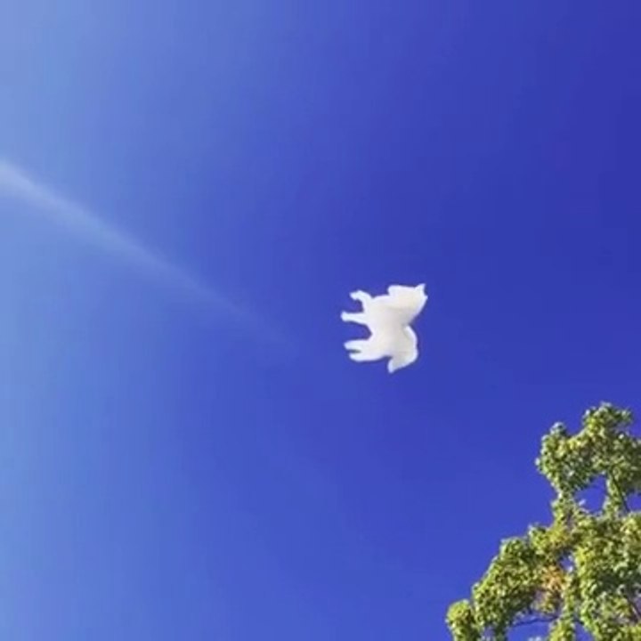 Un cheval volant