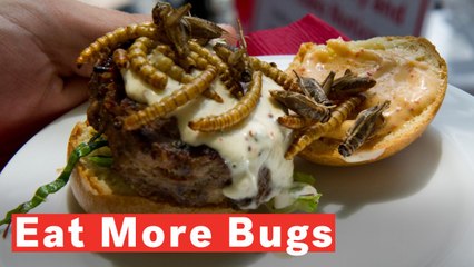 Why You Should Eat Insects