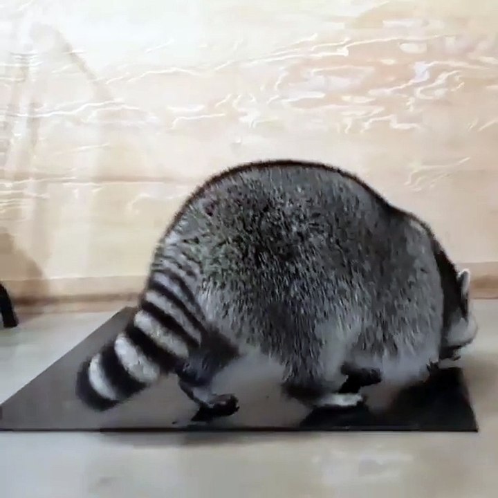 raccoon fight with my sheo in house