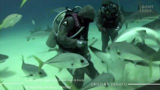 La atrevida acción de la dentista de tiburones al introducir su mano dentro la boca