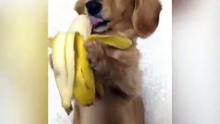來源：Youtube，若該影片侵權，還請私訊告知，小妹會立即下架。吃香蕉的樣子怎麼這麼可愛啦>\\\