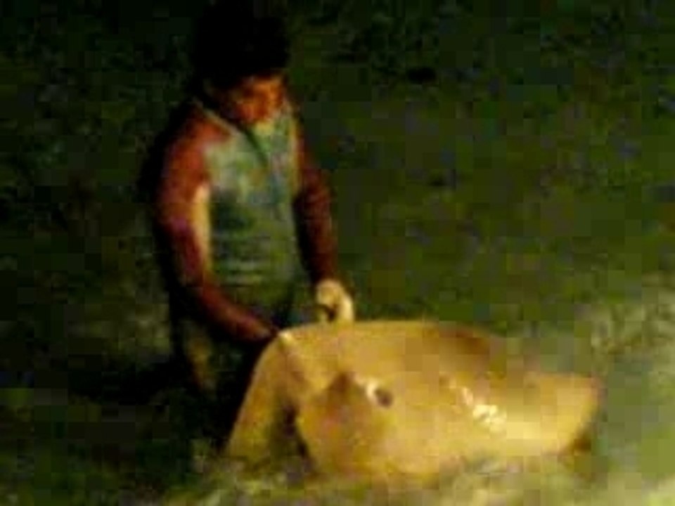 Raies kuramathi