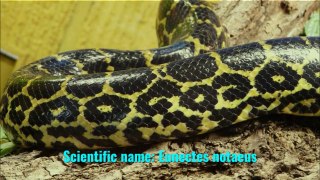 Yellow anaconda (Eunectes notaeus)