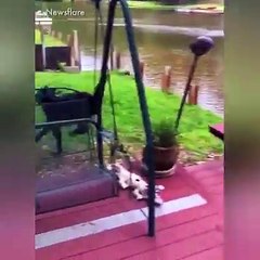 Dogs are the most loyal animals. Do you want a dog? 